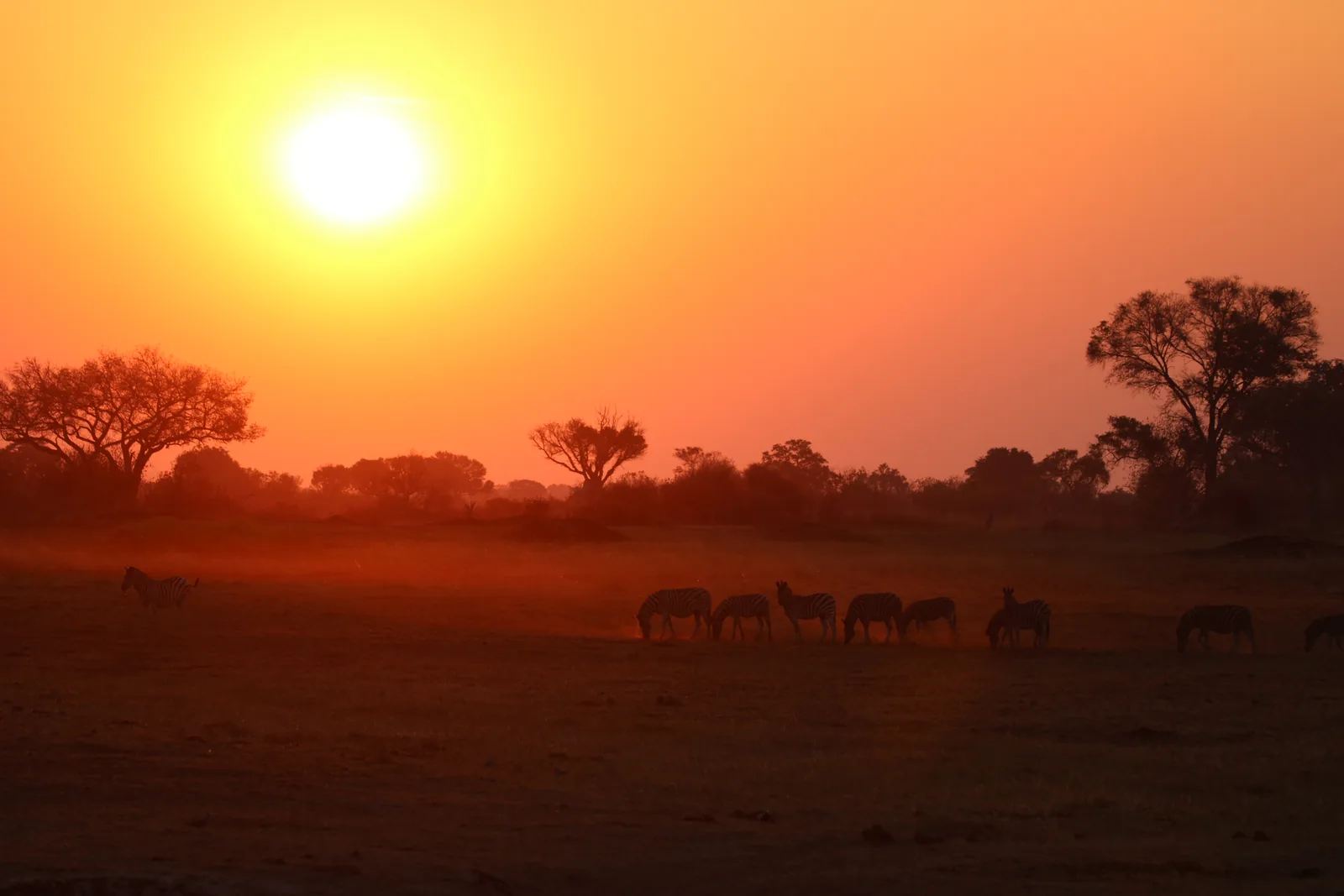 Zebras silhouetted against a golden sunset on the floodplain in Botswana
