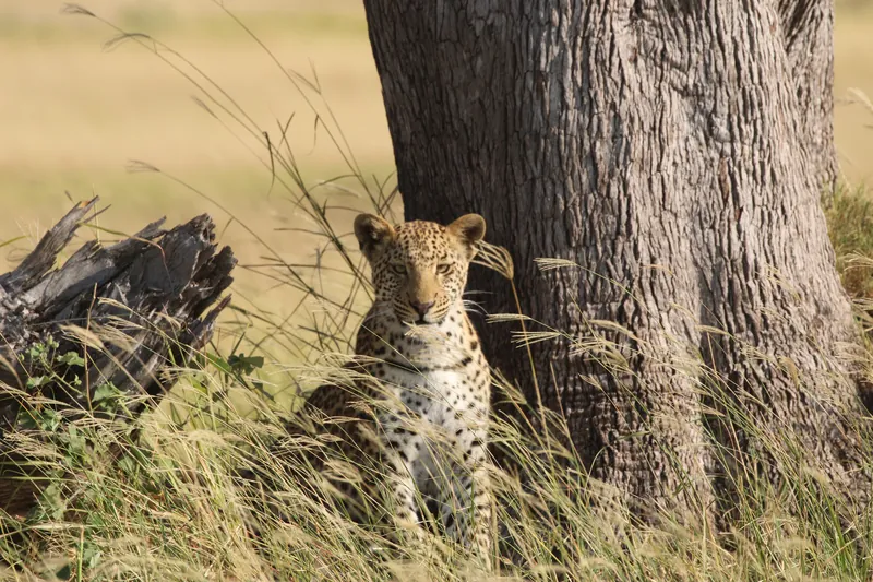 African Safari Cost in 2026: From US$150 a Night, Before Park Fees