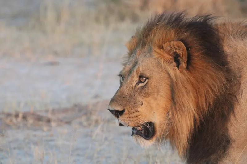 Male lion with a dark mane in profile, mouth open, against pale dry grass in Botswana