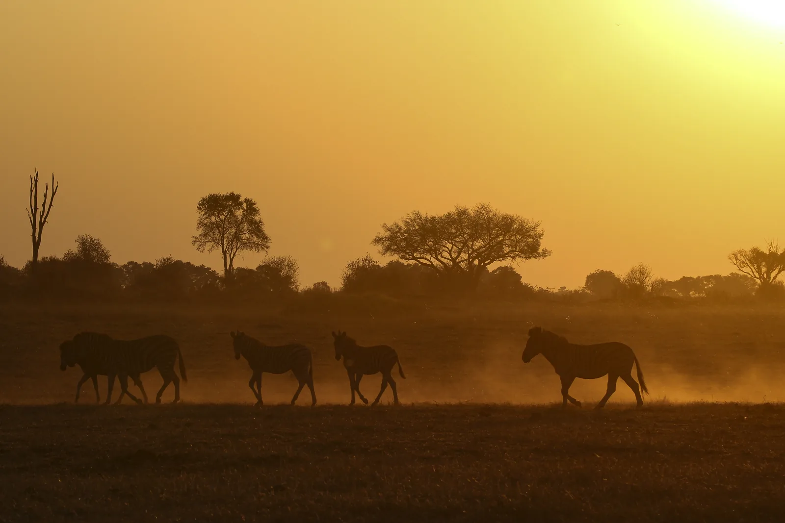 Zebras crossing golden grassland at sunset in Botswana