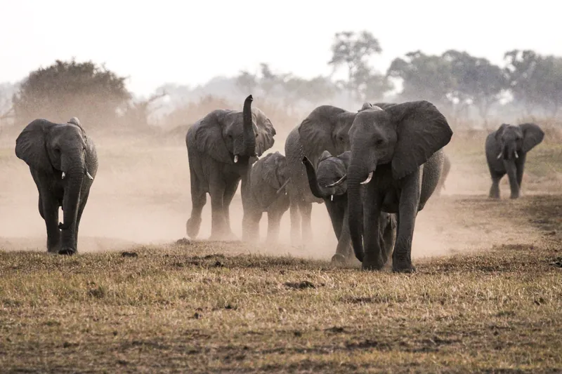 Elephants walking out of the dawn dust across an open floodplain in Botswana