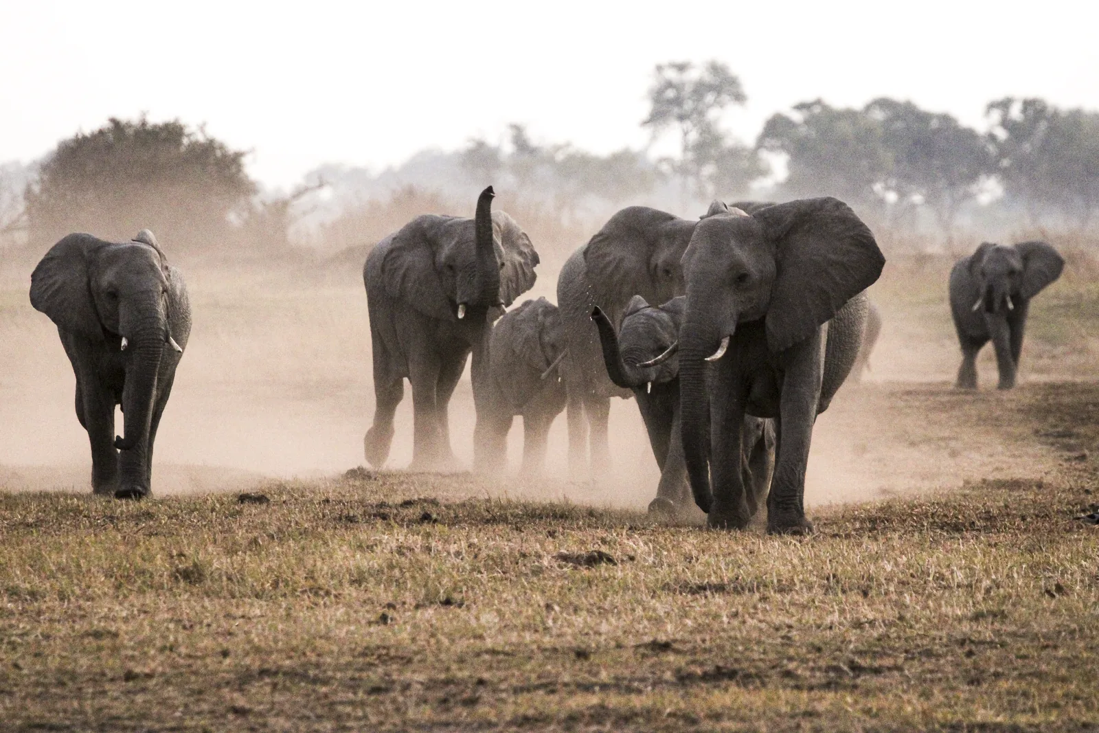 Elephants walking out of the dawn dust across an open floodplain in Botswana