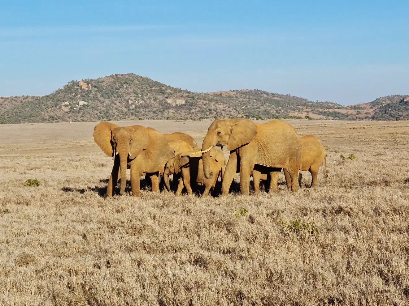 A herd of elephants at dawn just outside a safari camp in Kenya