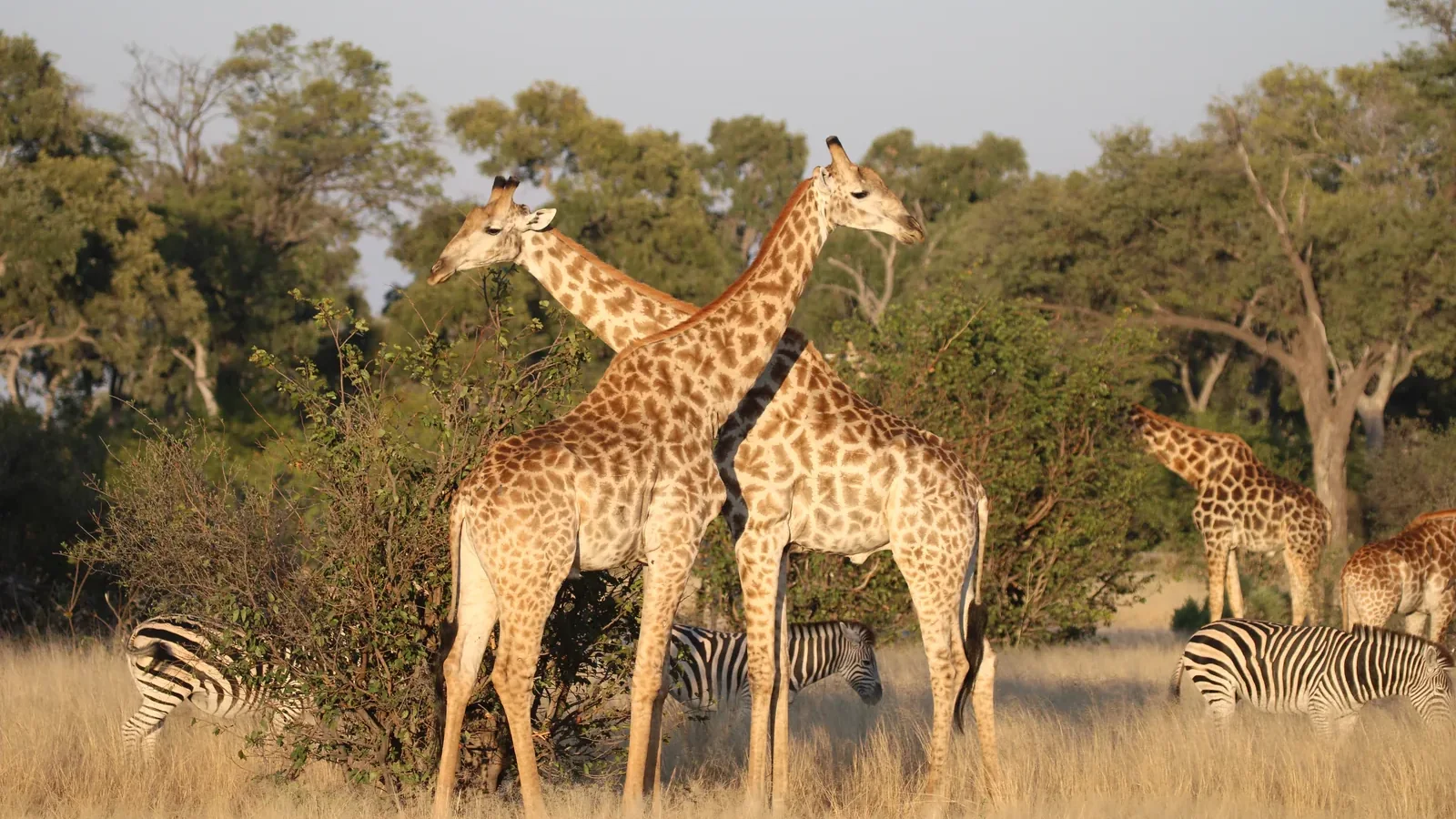 Two giraffes and a herd of zebra in golden dry-season grass, Botswana