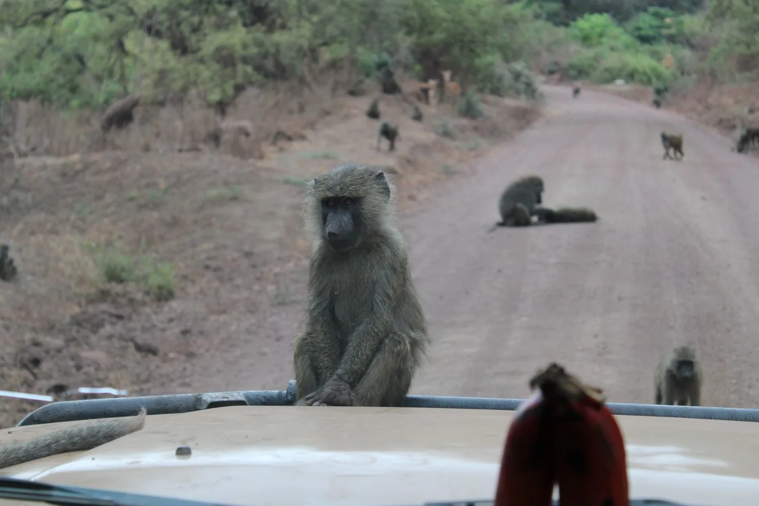 A baboon on the track ahead, seen through the windscreen on a morning game drive in Tanzania